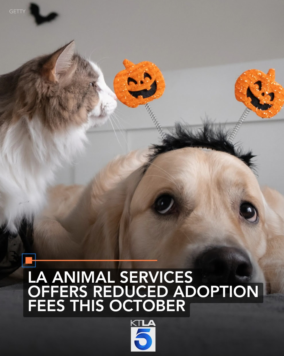 LA Animal Services Reduced Adoption Fees in October